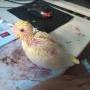 Mi ninfa adelgaza